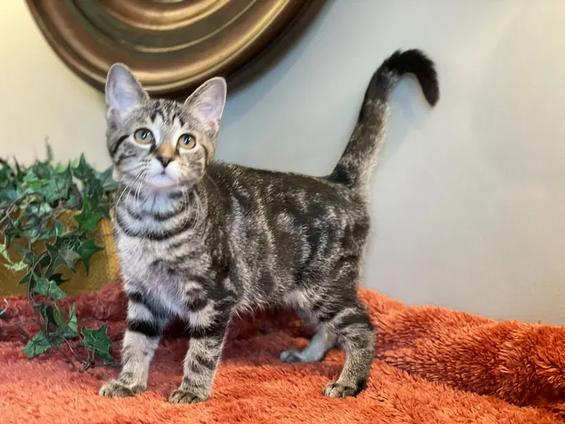 Baby Ruth, a female Tabby kitten up for adoption