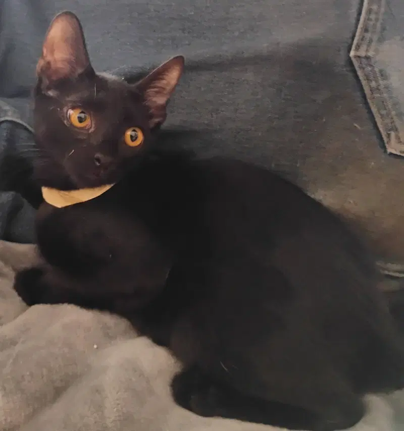 Boo, a male American Shorthair cat up for adoption