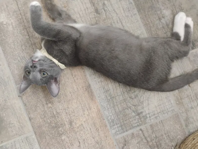 Athena, a female kitten up for adoption