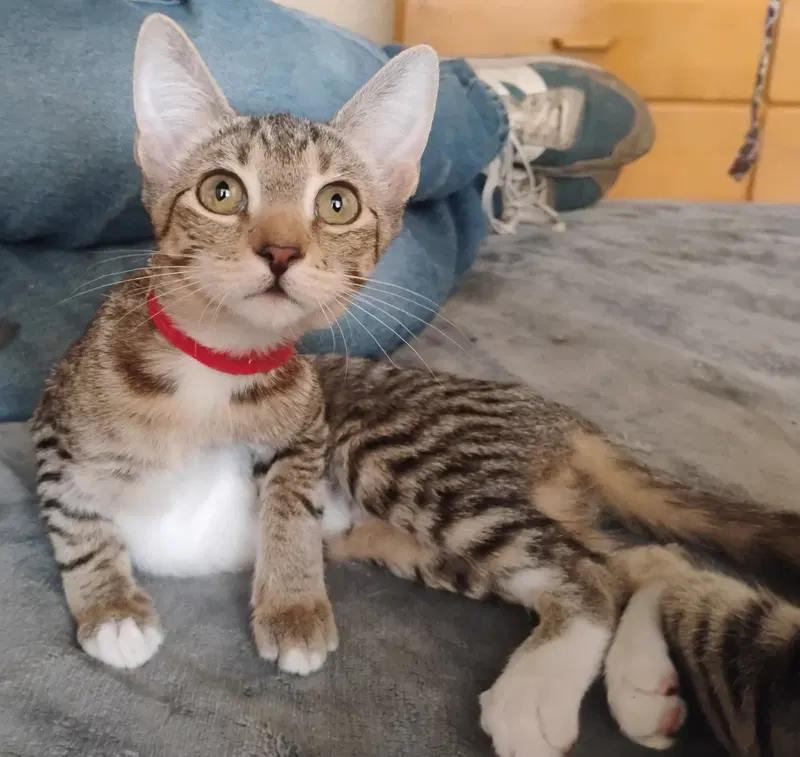 Trixie, a female Tabby kitten up for adoption