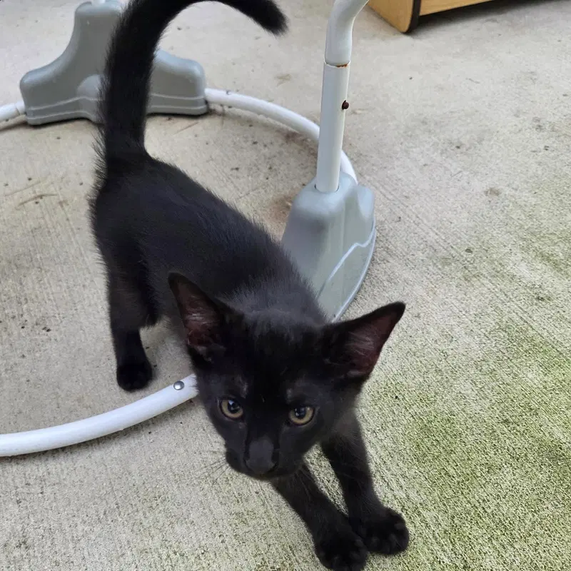 Binx, photo 2