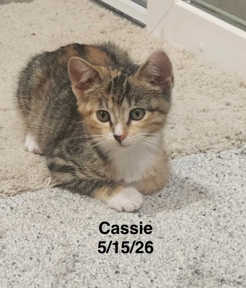 Cassie, photo 2