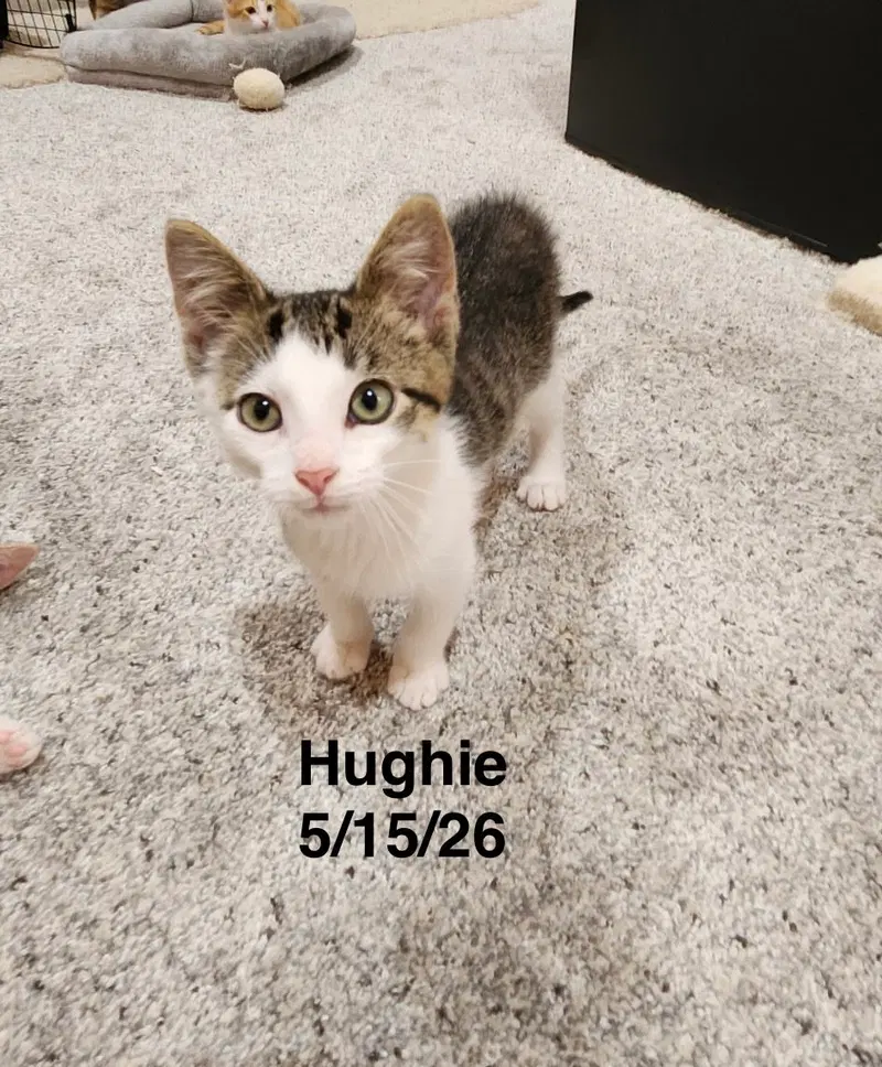 Hughie, photo 4