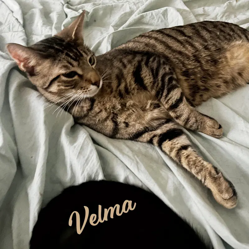 Velma Dinkley, photo 8