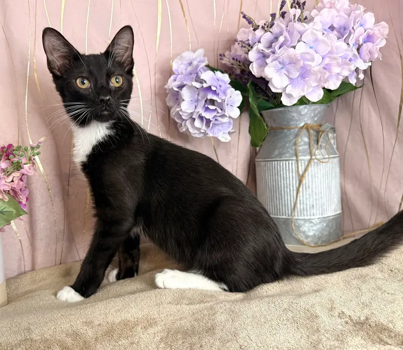 Frankie, a male kitten up for adoption
