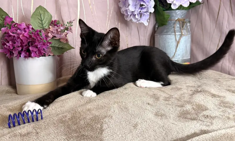 Frankie, photo 3