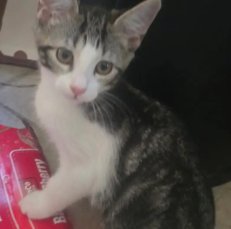 Pocket Coco, photo 4