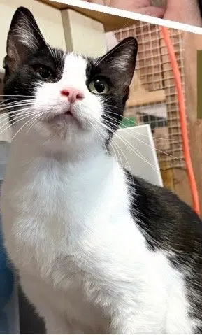 Mamma Oreo, photo 3