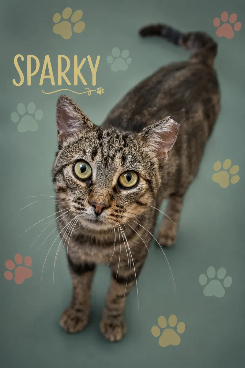 Sparky, photo 8