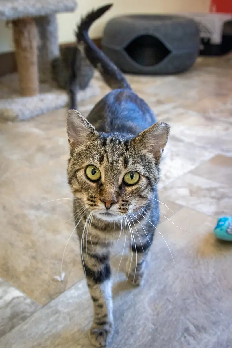 Sparky, photo 9