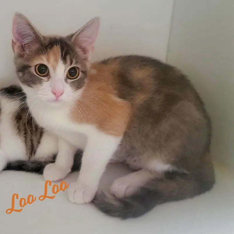 Loo Loo, photo 7