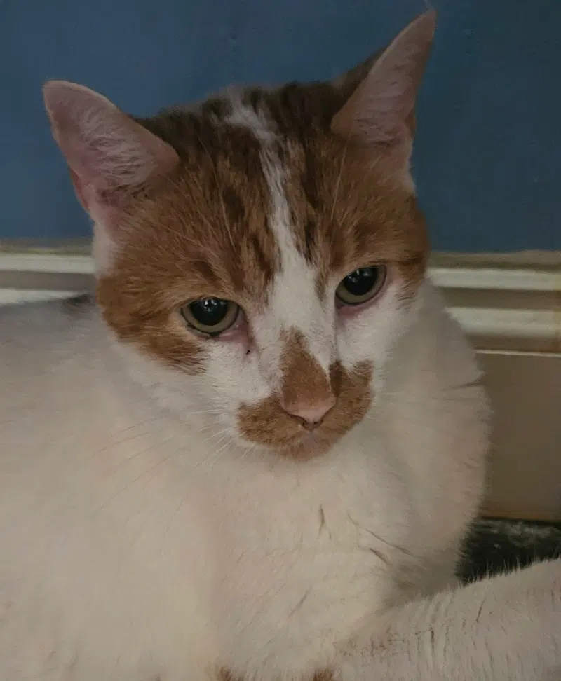 Snickers, photo 5