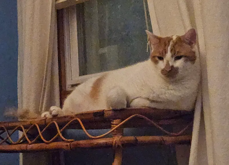 Snickers, photo 4