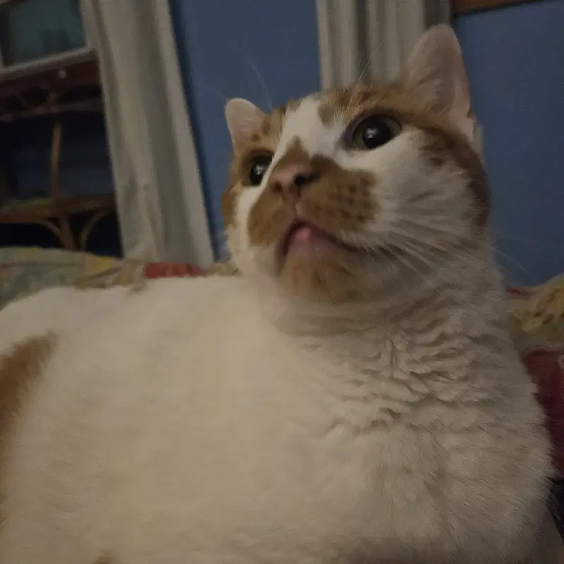 Snickers, photo 6