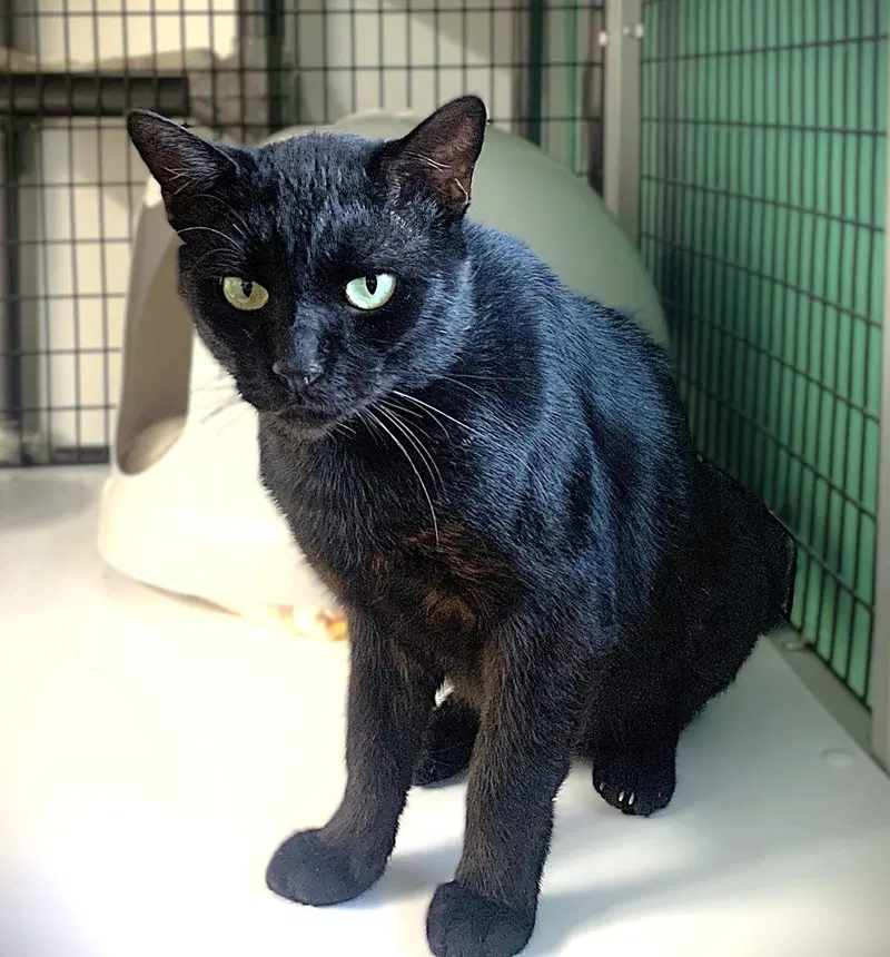 Clem, an adult male cat up for adoption