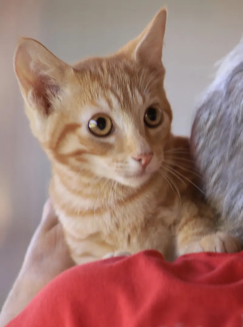 Poe, a male kitten up for adoption