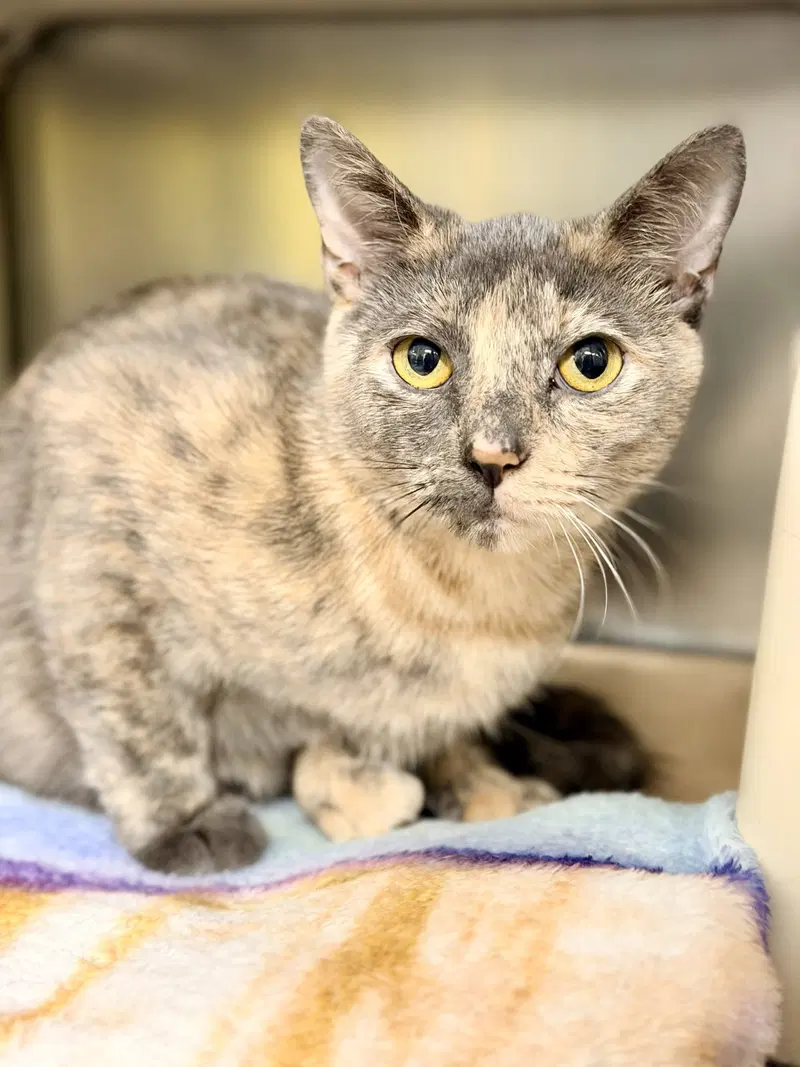 Tiki, an adult female cat up for adoption