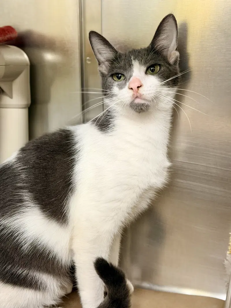 Villa, an adult female cat up for adoption