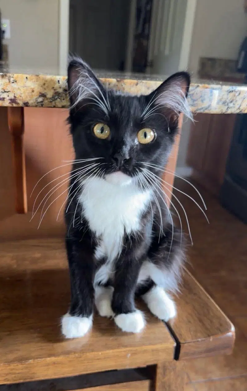 Oak, a male kitten up for adoption