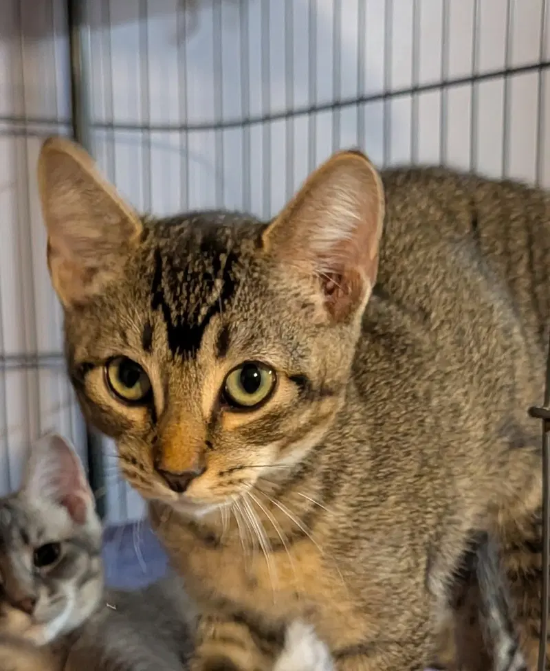 Georgie, a young female cat up for adoption