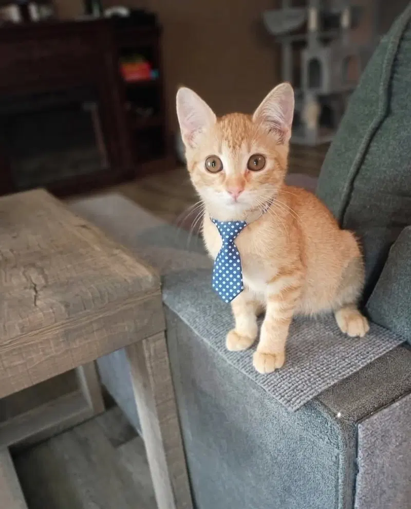 Diesel, a young female cat up for adoption