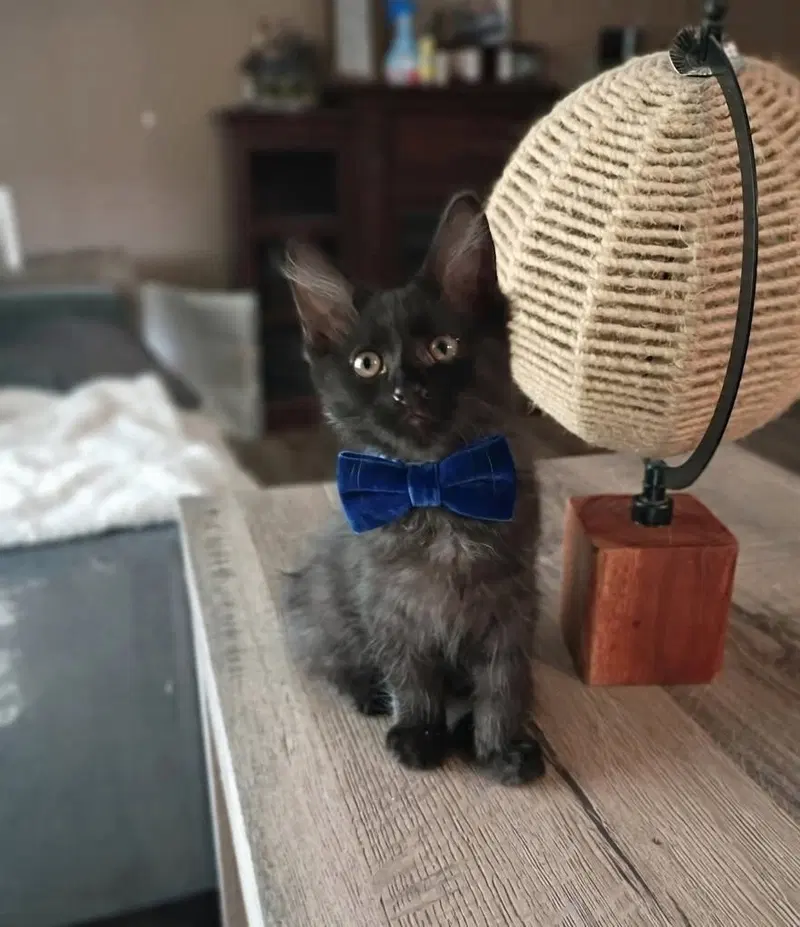 Oliver, a young male cat up for adoption
