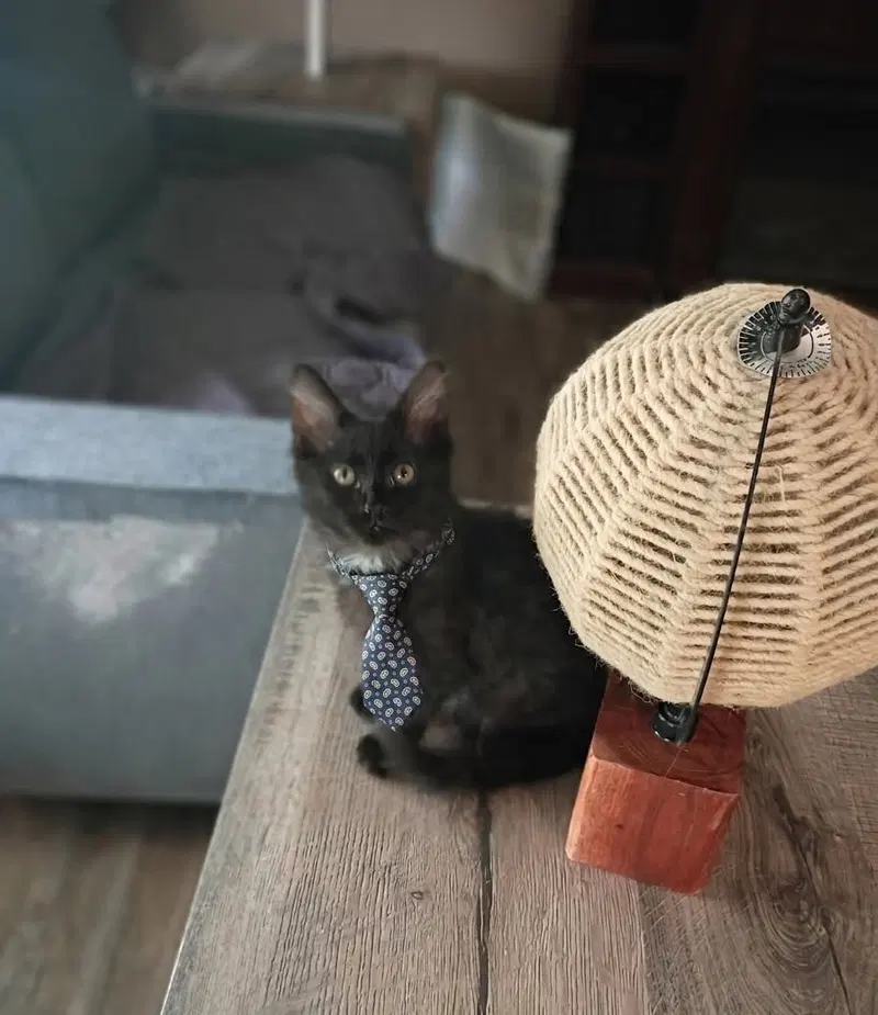 Oliver, photo 2
