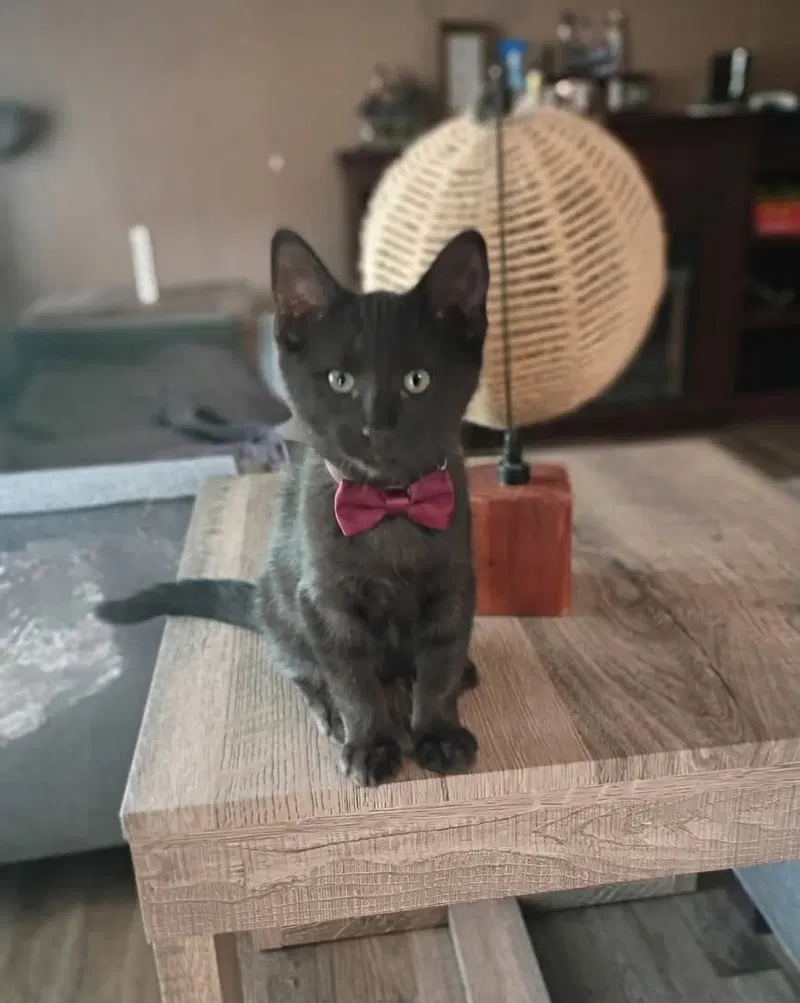 Thor, a young male cat up for adoption