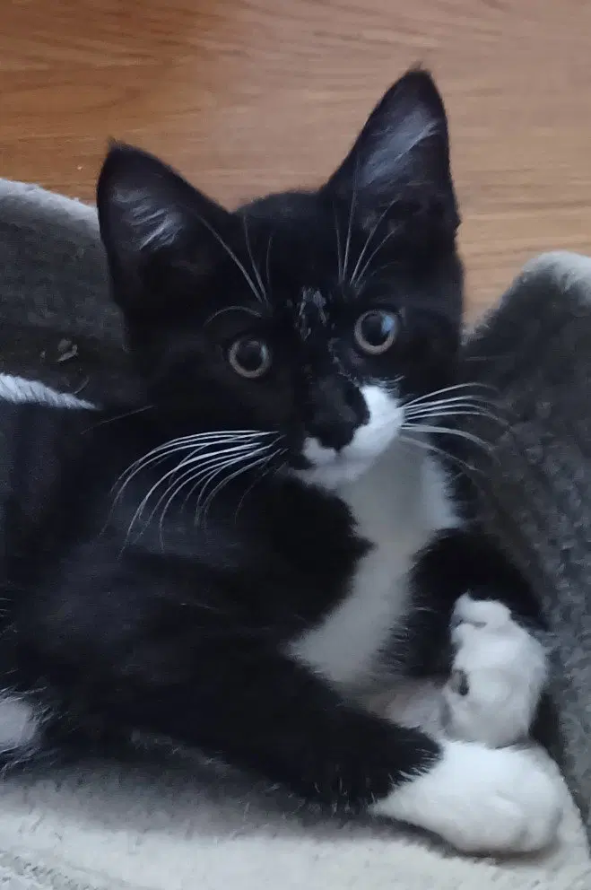 kyra, a female Tuxedo kitten up for adoption