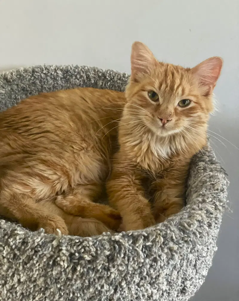 Sakura, a young female Tabby cat up for adoption