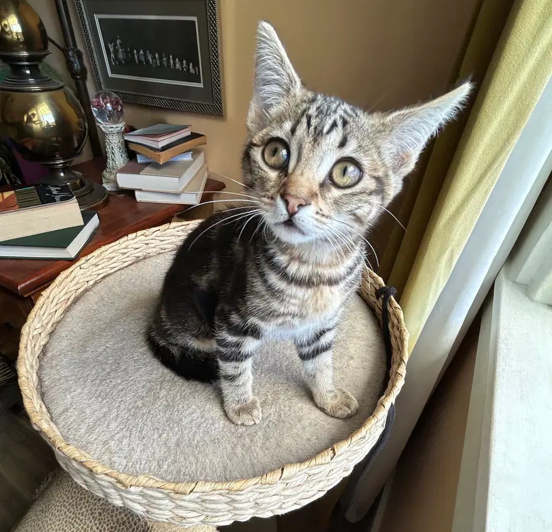 Ziggy, photo 2