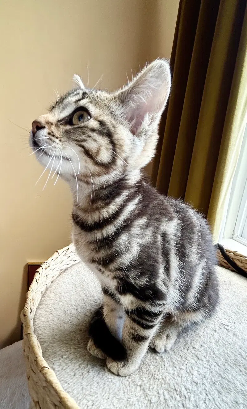 Ziggy, a female Tabby kitten up for adoption