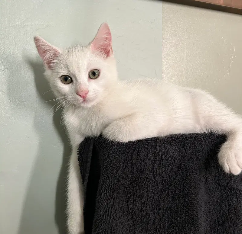Luna, photo 4