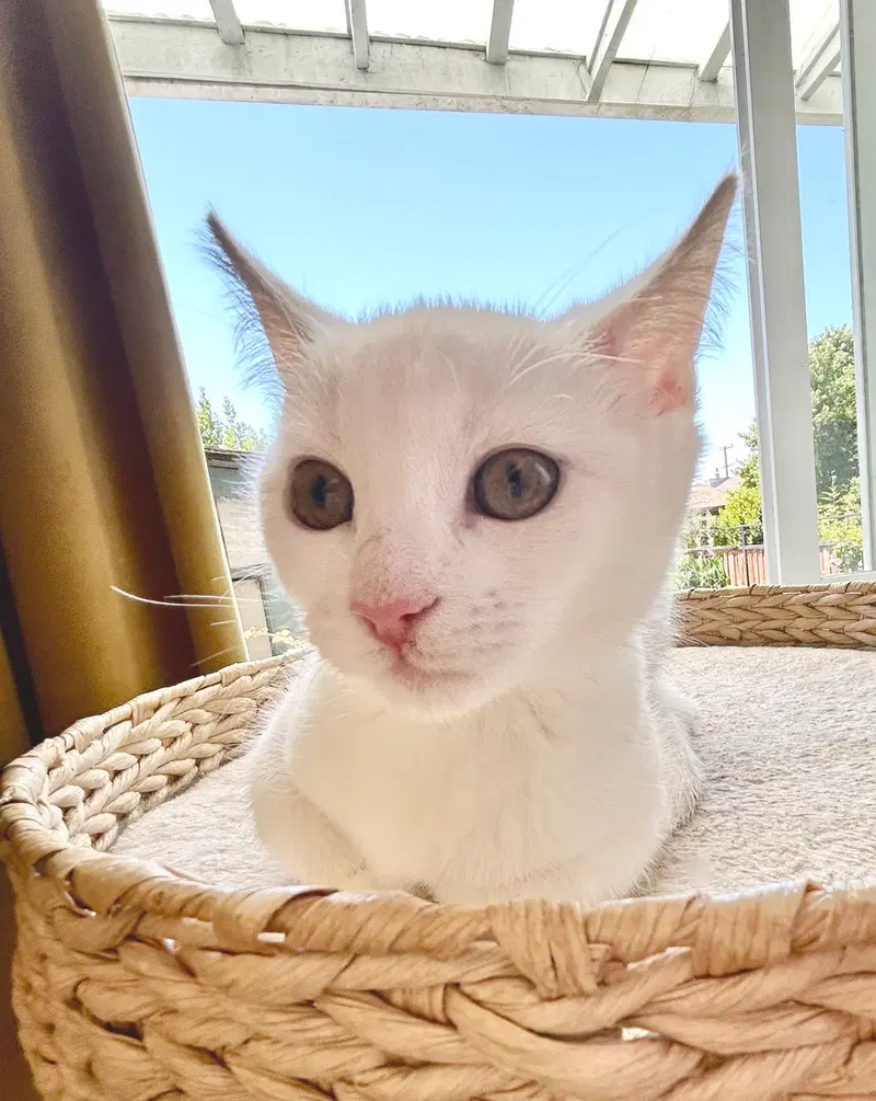 Luna, a female kitten up for adoption