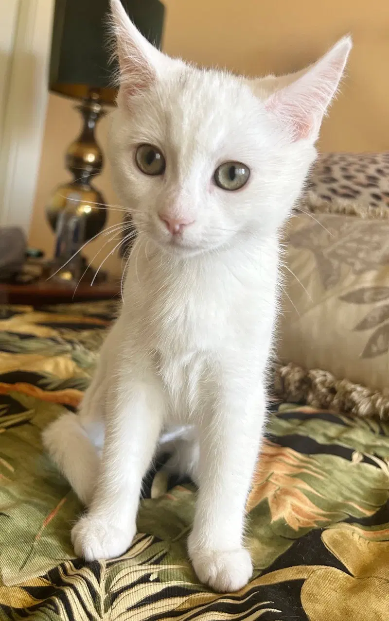 Luna, photo 2