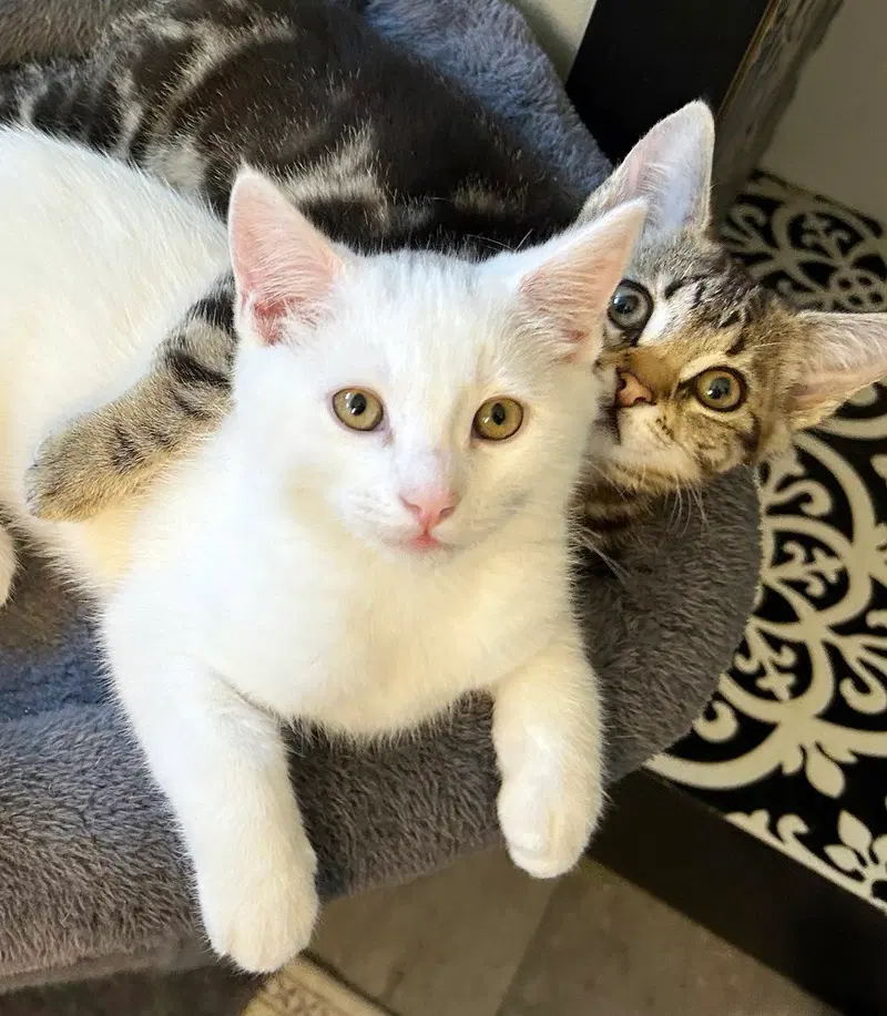 Cosmo, a male cat up for adoption