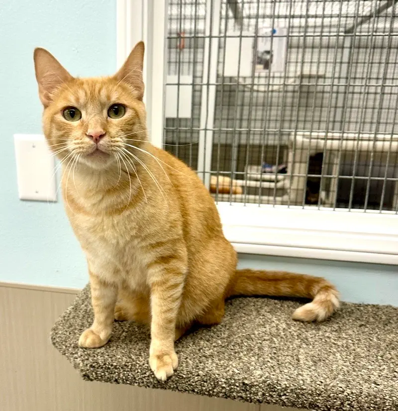 Ty, an adult male Tabby cat up for adoption