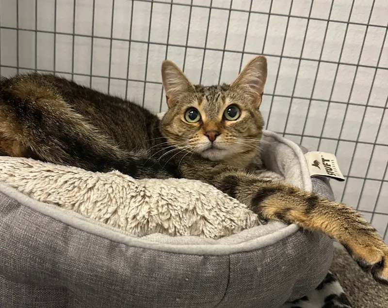 Noodles, an adult female Tabby cat up for adoption
