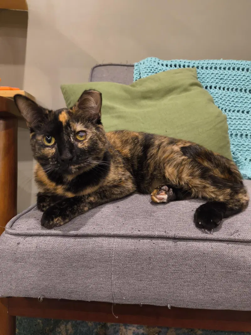 Paige, a young female Tortoiseshell cat up for adoption