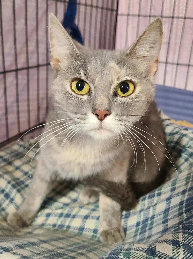 Malory, a young female cat up for adoption