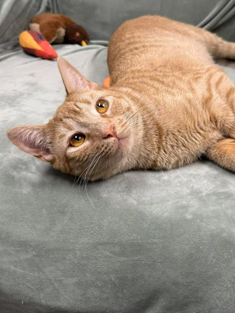 Newton Orchard, a young male cat up for adoption