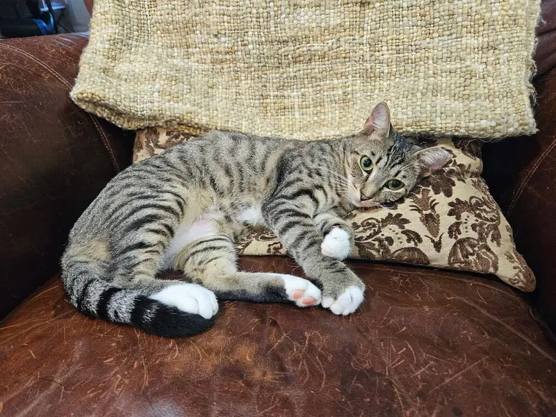 Olivia, an adult female cat up for adoption