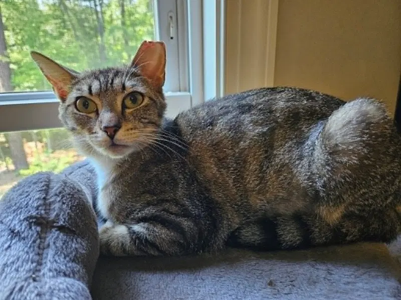 Olivia, photo 2
