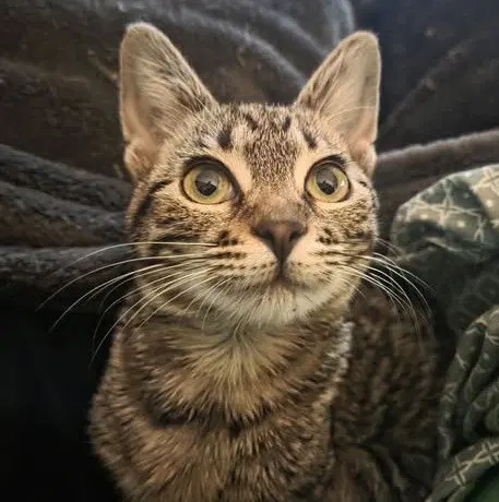 Gala, a female Tabby kitten up for adoption