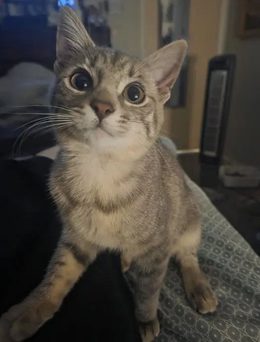 Loki, a female Tabby kitten up for adoption