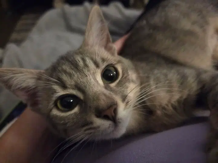 Loki, photo 2
