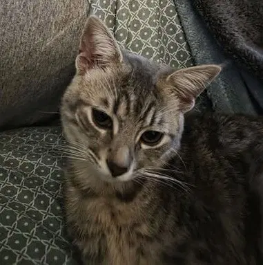 Loki, photo 3