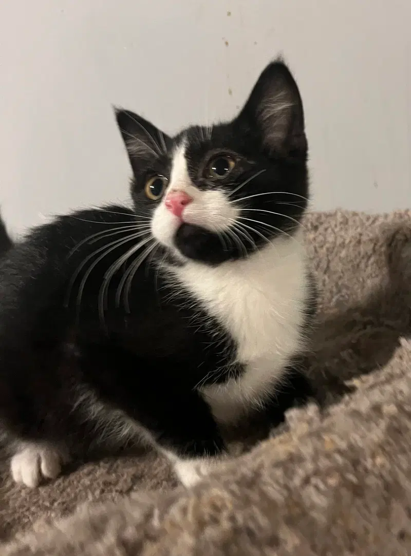 Parker, a young male cat up for adoption