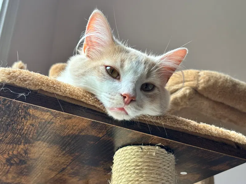 Creamsicle, a young female cat up for adoption