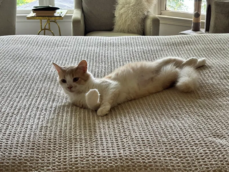 Creamsicle, photo 2